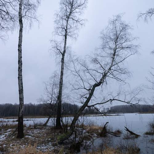 Photo #13041596