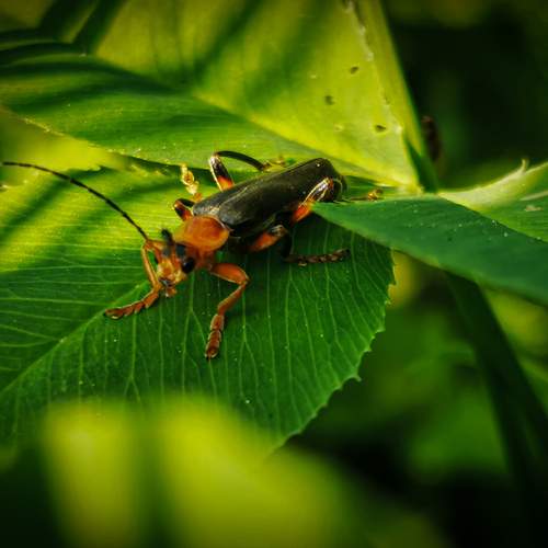 Photo #13041902