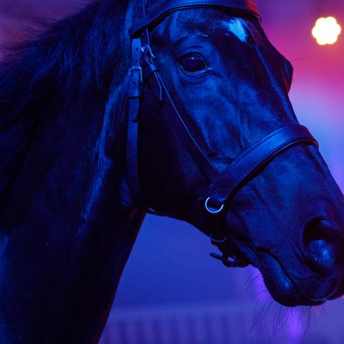 Фотография #13041952