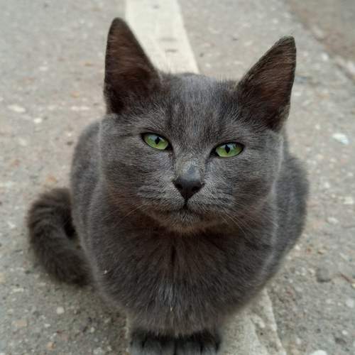 Photo #13042080
