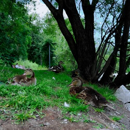 Photo #13042368