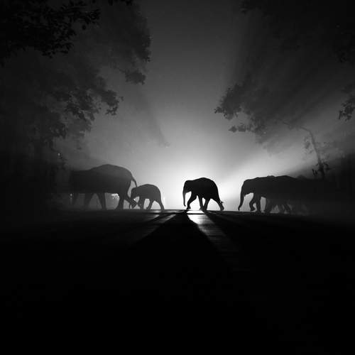 Night Walker