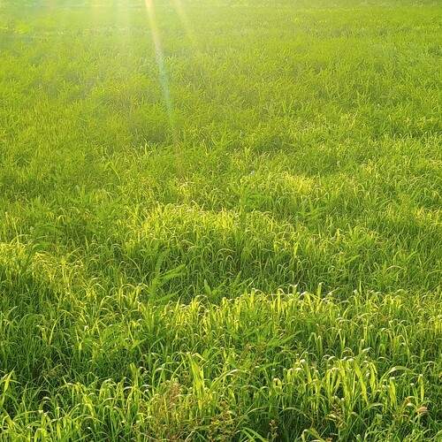 Photo #13043429