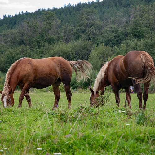 Photo #13043594