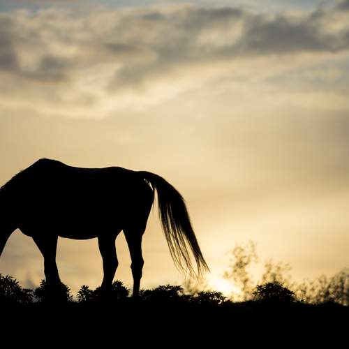 Фотография #13044039