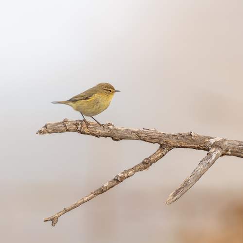 Phylloscopus collybita in Delta del Ebro (Spain)