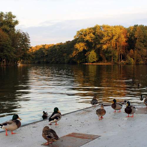 Photo #13044273