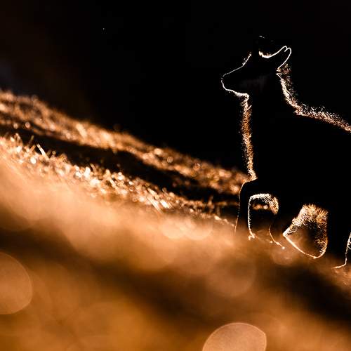 Photo #13044643