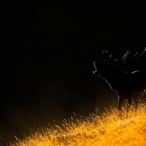 Photo #13044653