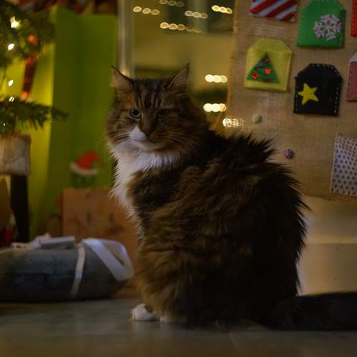 Новогодний кот