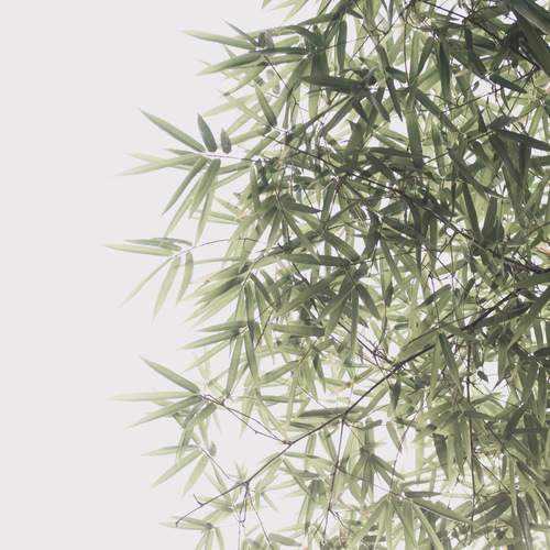 Photo #13044728