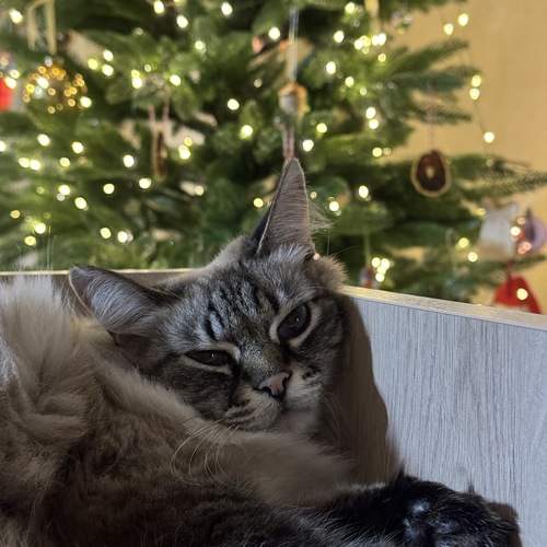 Photo #13044798