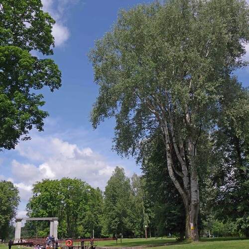 Photo #13045648