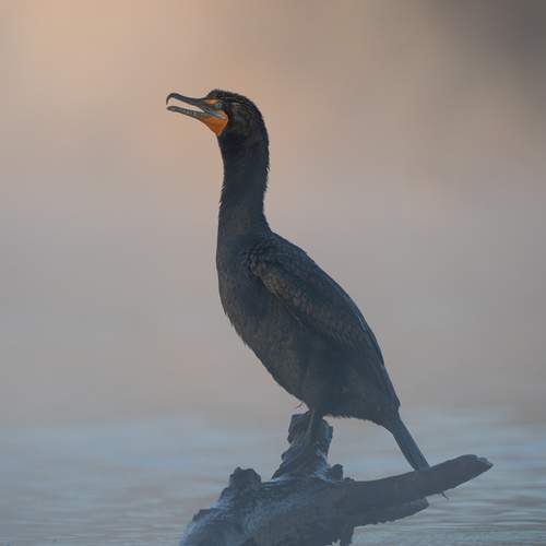 Photo #13045801