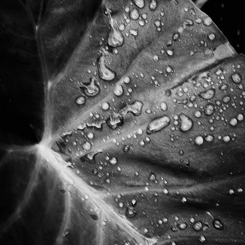 Wet leaf in BW
