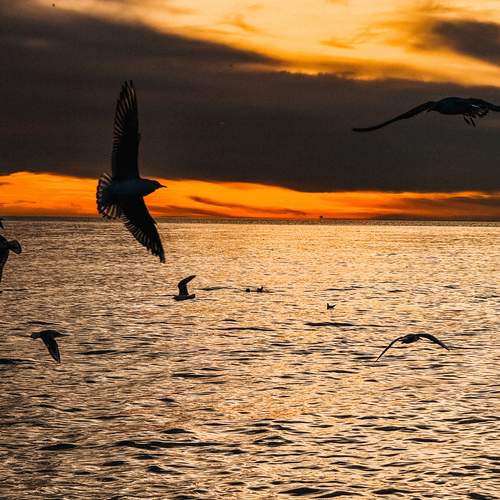 Photo #13046002