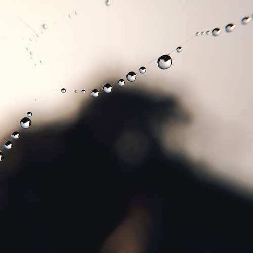 Photo #13046714
