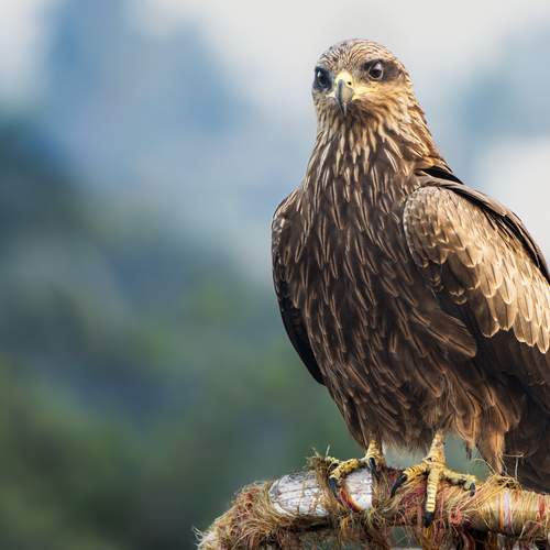 Black Kite