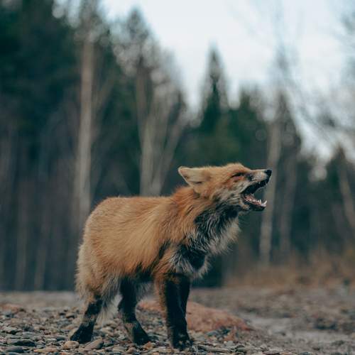 Фотография #13047394