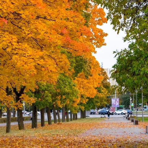 Фотография #13048080