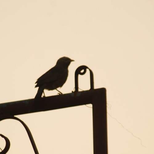 DUSK LOOK OF SPARROW