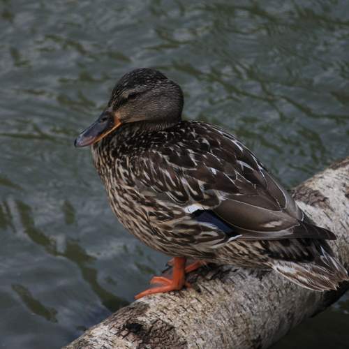 Photo #13048818