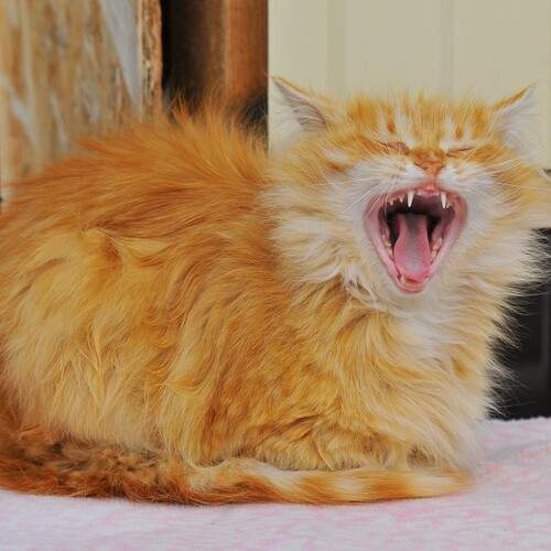 Photo #13048899