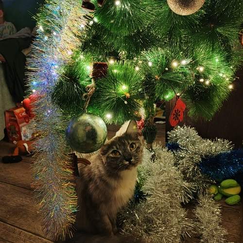 Photo #13048947