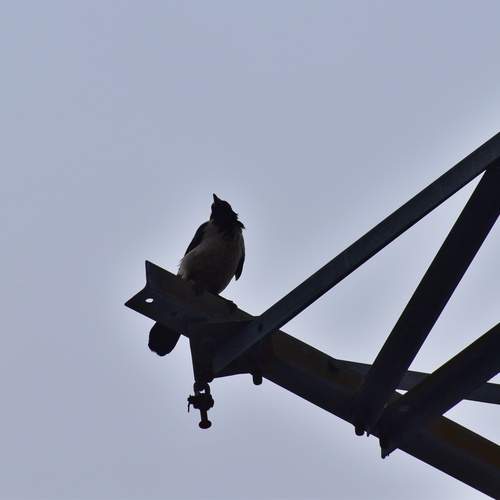 Photo #13049012