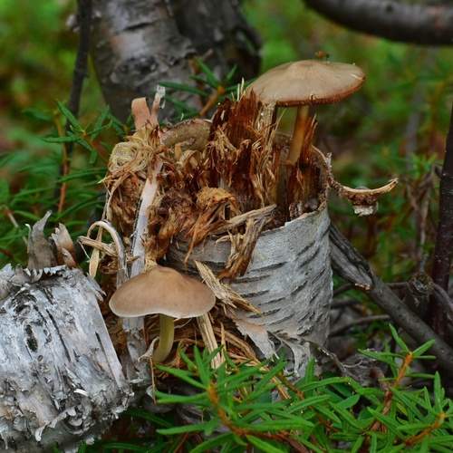 Photo #13049031