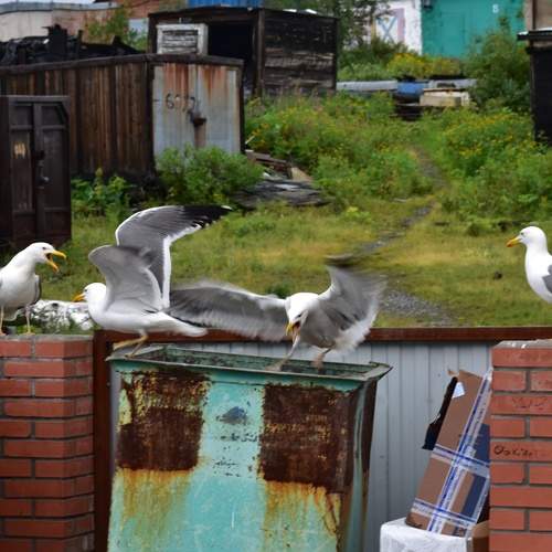 Photo #13049039
