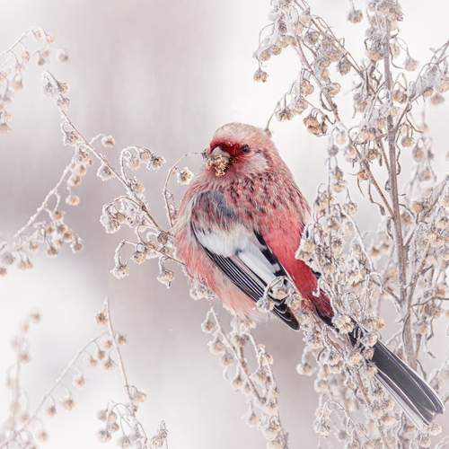 Зимний урагус.