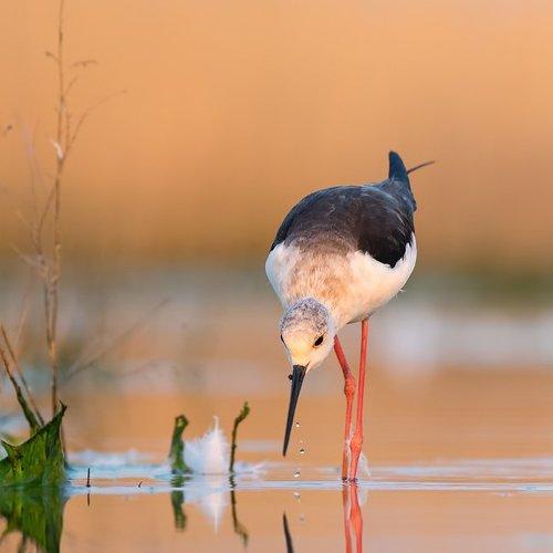 Stilt
