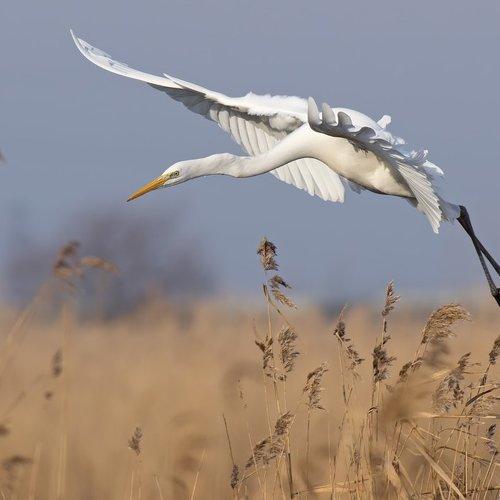 Flight