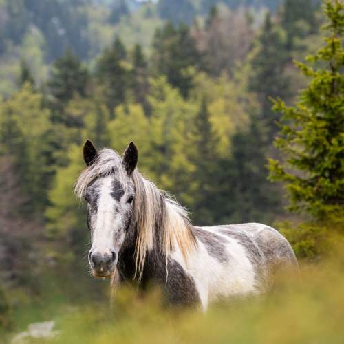 Фотография #13050174