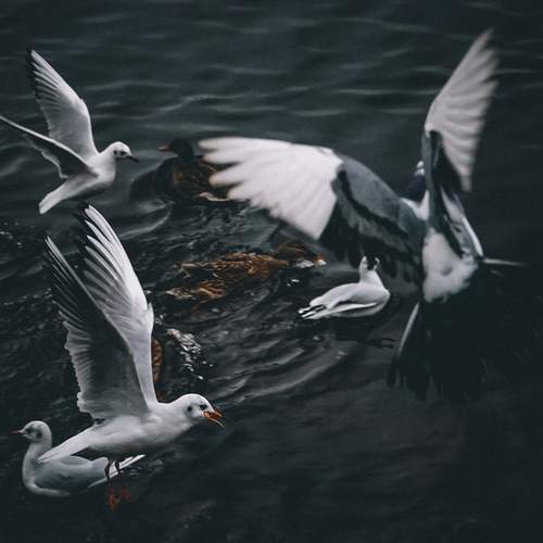 Photo #13050335