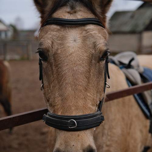 Photo #13051054