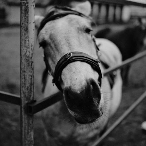 Photo #13051055