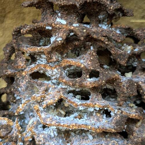 Termite life