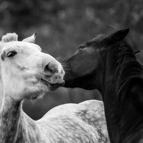 Фотография #13051702