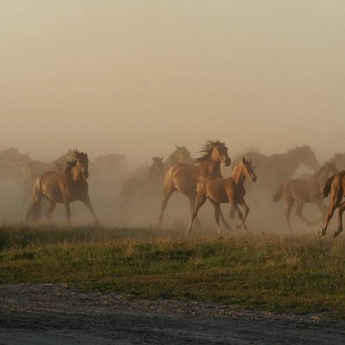 Фотография #13051982