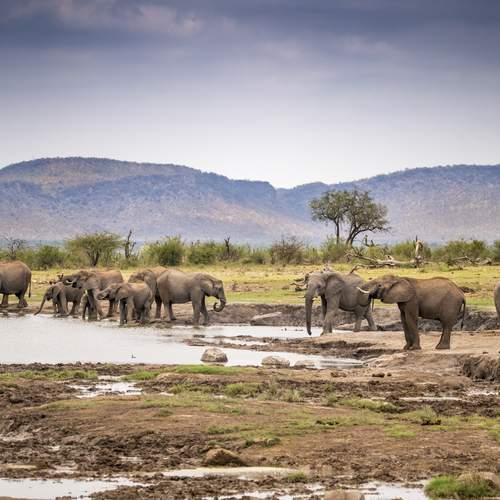 Elephants of Madikwe