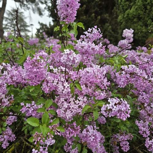Photo #13052074