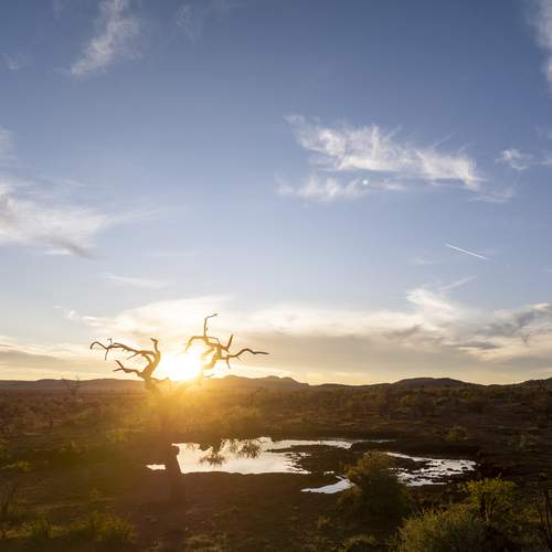 Madikwe Leadwood