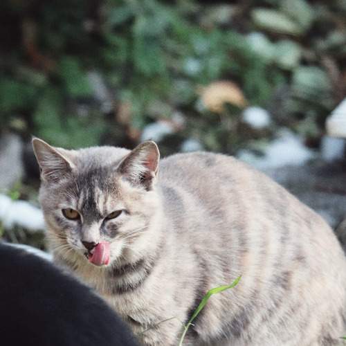 Photo #13052118