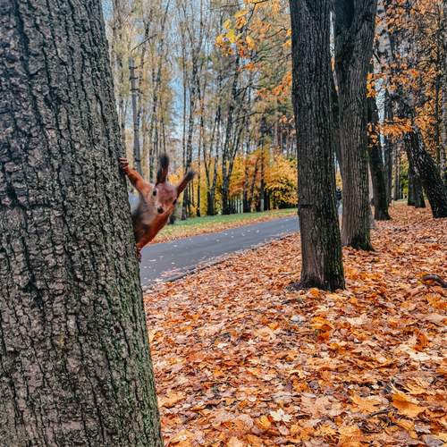 Photo #13052182
