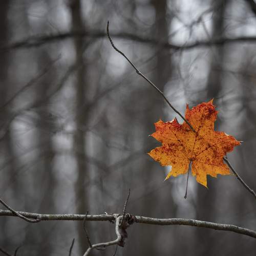 Photo #13052677