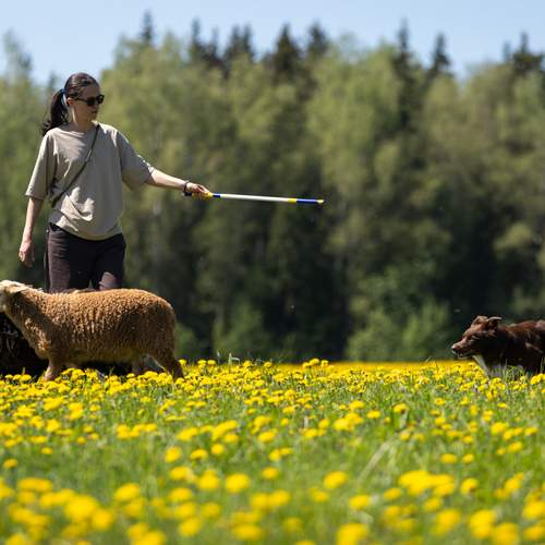 Фотография #13053076