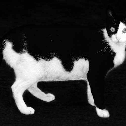 Photo #13053112