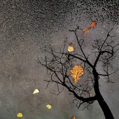 Photo #13053983
